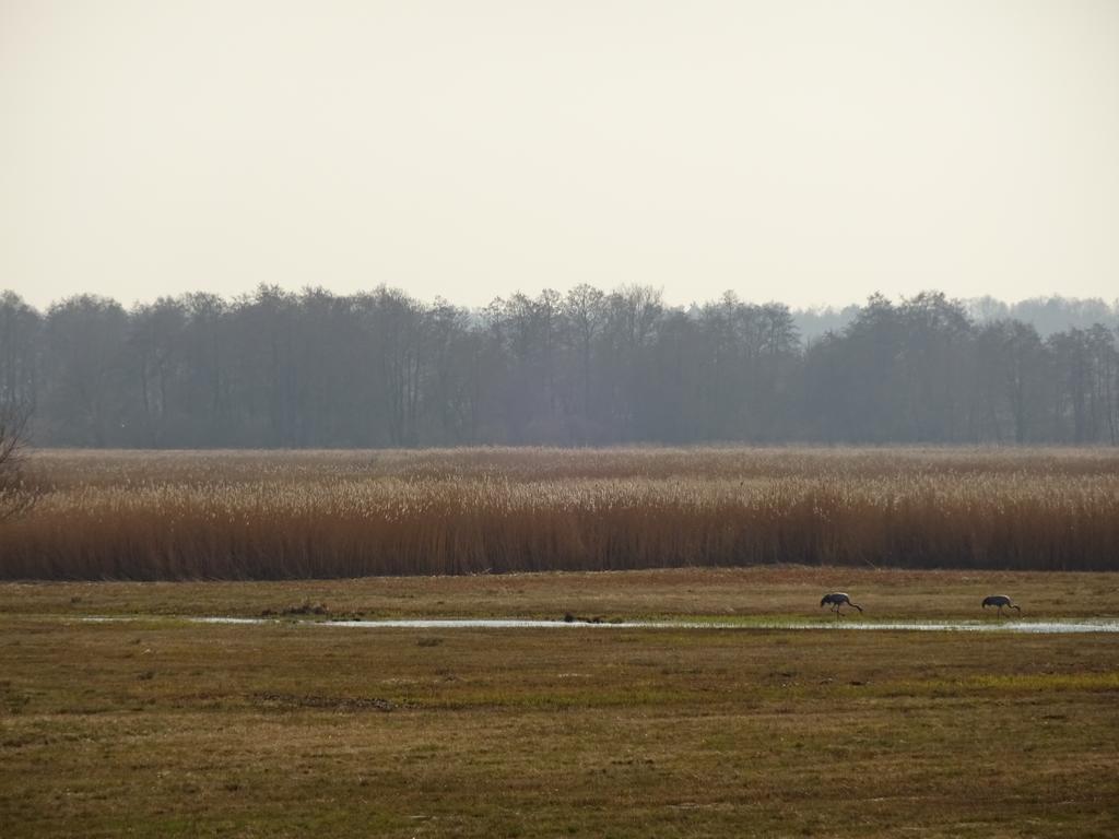 Sloneczny Wodnik Appartement Braniewo Buitenkant foto